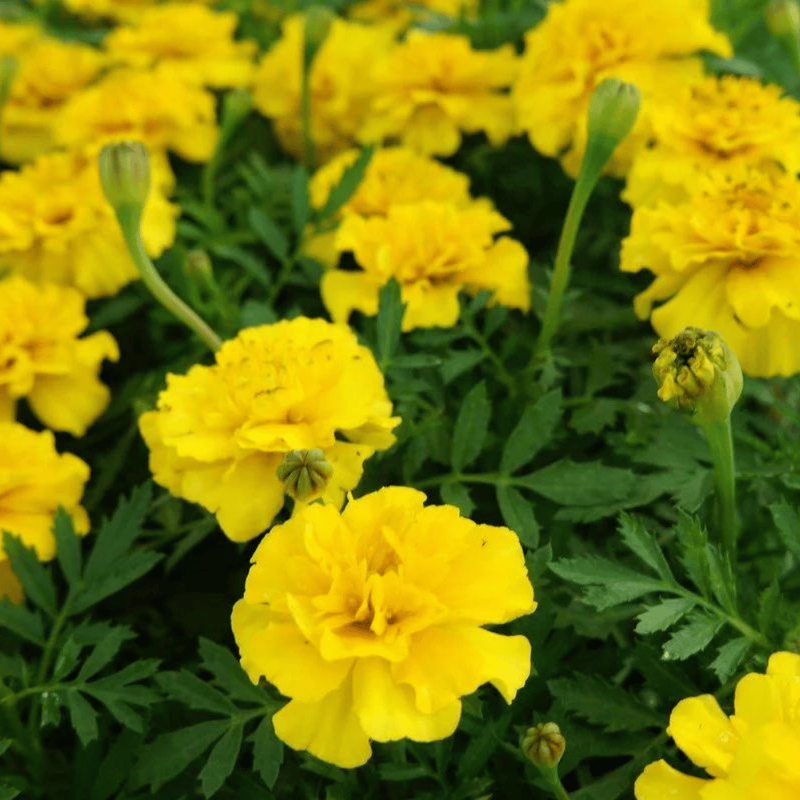 French-Marigold-Double-Yellow-2.png